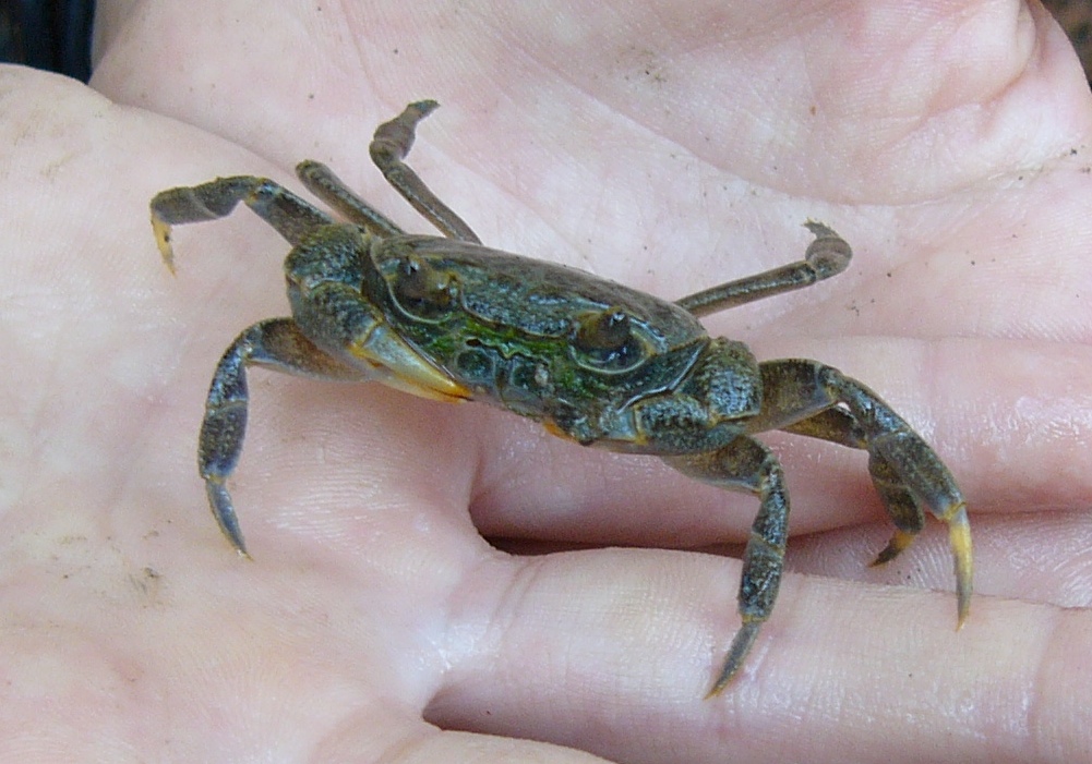 Pelophylax cerigensis, & Co.